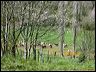 040414_vaches_agnelas_4d