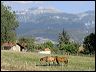 040814_sure_chevaux_4d