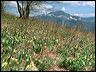 970502_jonquilles_charmil_4