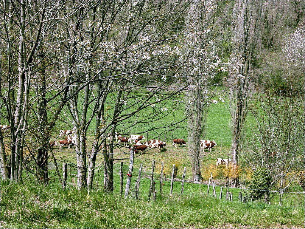040414_vaches_agnelas_4d.jpg